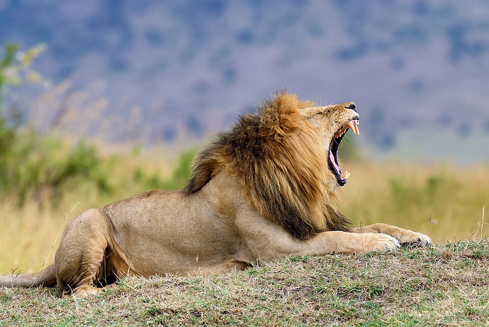 Lion male in Masai Mara National Park